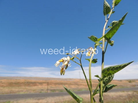 nightshade, bittersweet